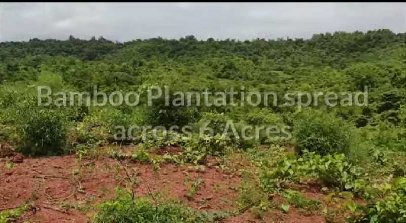 Developed Mango Farm 75 acre in Ratnagiri