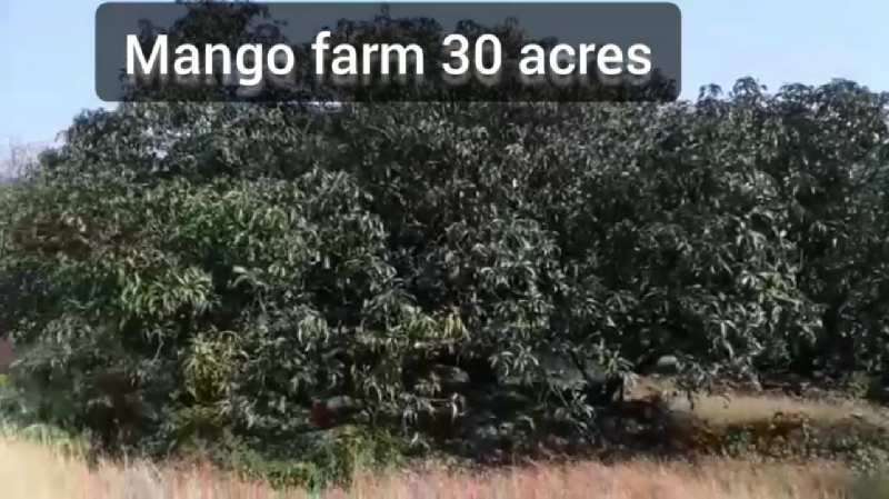 ID 113/51 Ready Mango Farm 30 acres in ratnagiri