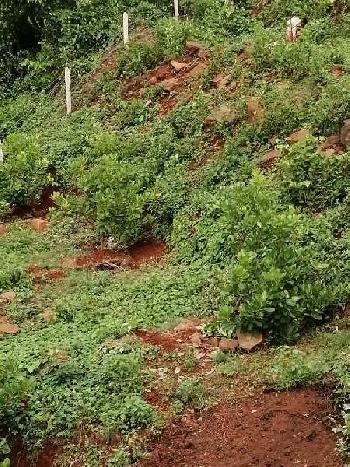 Ready Cashew Farm For Sale 7.5 Acres