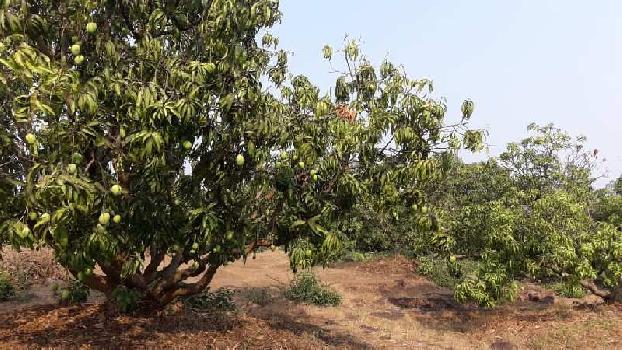 ID 152/1 12 Acres Of Mango Farm At Ratnagiri