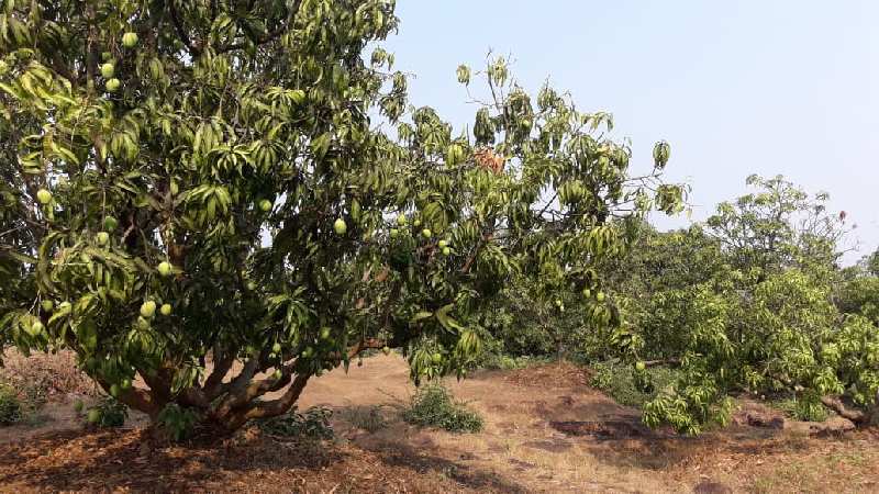 ID 152/1 12 Acres Of Mango Farm At Ratnagiri