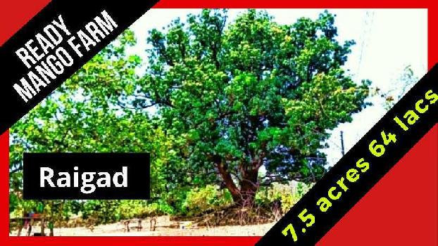 ID 112/11 River touch Cashew farm for sale in Mangaon.