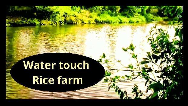 ID 112/12 The river touch Rice farm in Taluka Mangaon