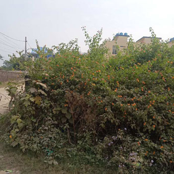 280 Sq. Yards Residential Plot for Sale in Sahastradhara Road, Dehradun