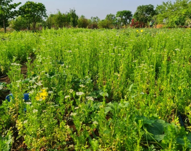 2 Acre Agricultural/Farm Land for Sale in Parwaliya Sadak, Bhopal (8 Acre)