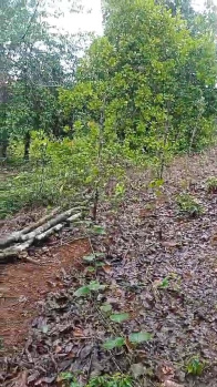 3 acre agricultural land near Ankola Gokarna Hillur