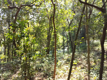 3 acre Agriculture Land For Sale Near Gokarna