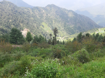 Around 1500 sq yard  with old houseplot for sale at mussoorie dehradun road near barlowganj bhatta