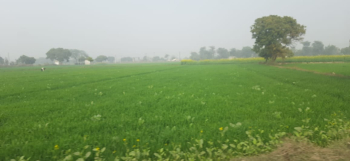 18000 Sq.ft. Agricultural/Farm Land for Sale in Dhaulana, Ghaziabad (2 Bigha)