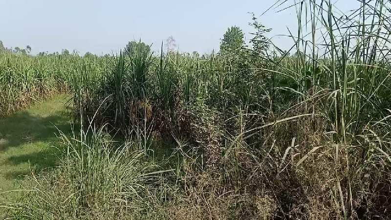 5 Bigha Agricultural/Farm Land for Sale in Dhaulana, Hapur