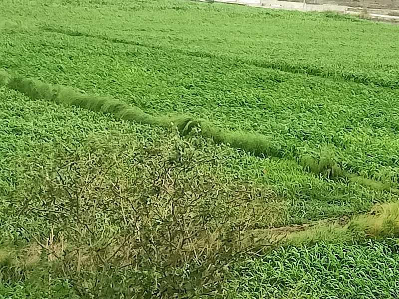 agricultural land dhaulana hapur