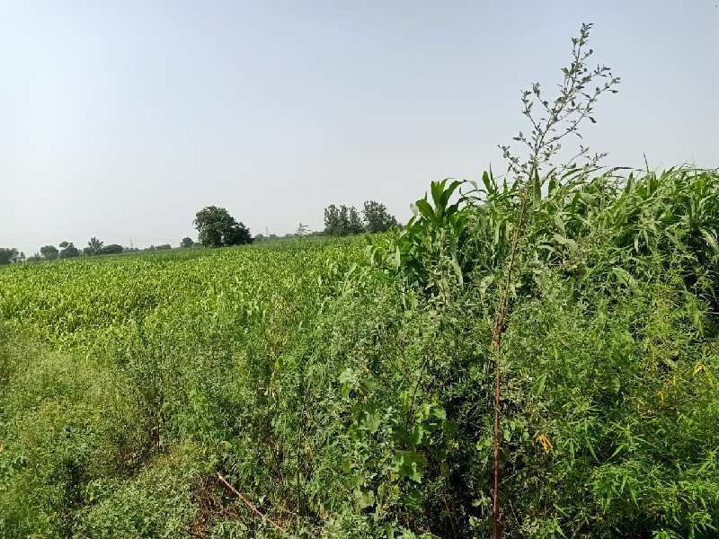 11 Bigha Industrial Land / Plot For Sale In Dhaulana, Hapur