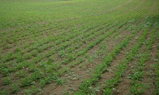 Agriculture Land for Sale