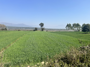 2 bigha Agricultural Land for Sale