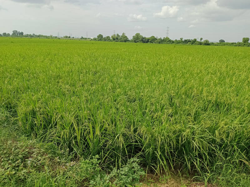 For sale 80 bigha agriculture land in Bundi district