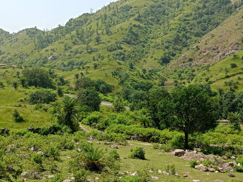 76 Bigha Agriculture Land for sale near Gogunda Udaipur