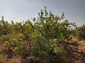 Property for sale in Lakheri, Bundi