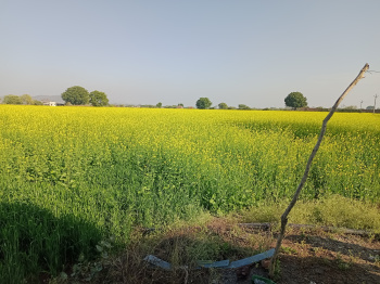 100 bigha agricullture land for sale near Para gao Ajmer