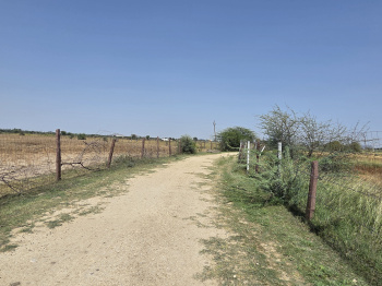 16 Bigha Agricultural Land | 800m from NH-52 | Well + Bore + Canal Water | Tonk