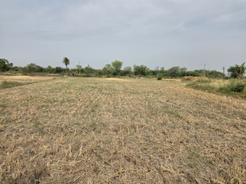“Ramgarh National Park के पास 2 बीघा प्रीमियम लैंड | Resort & Farmhouse Investment Opportunity”