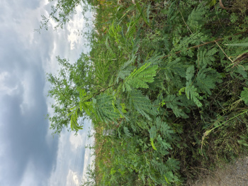 6 bigha premium land available for sale in Chittorgarh Rajasthan