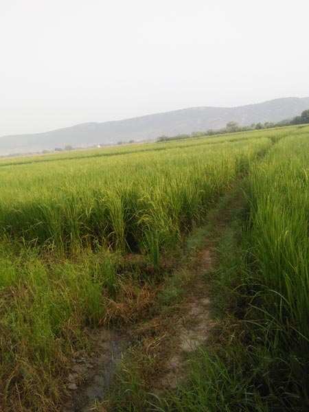 Farm Land for Sale in Bundi (16 Bigha)