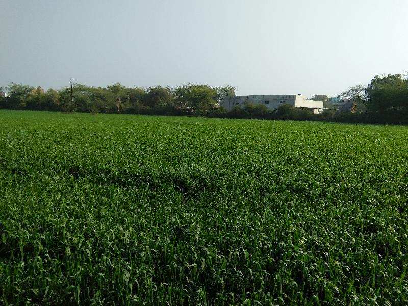 Farm Land in Devpura Bundi