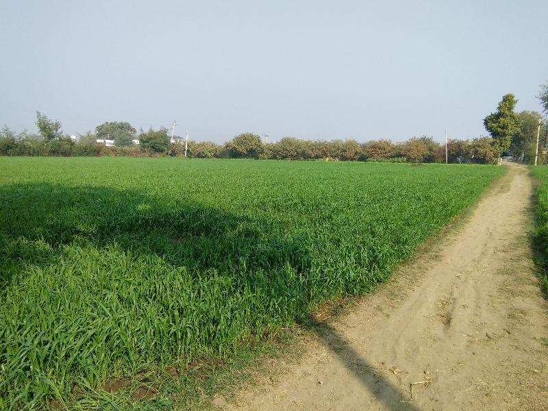 Farm Land in Devpura Bundi