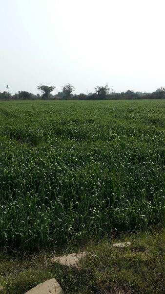 Agricultural/Farm Land for Sale in Bundi (10 Bigha)