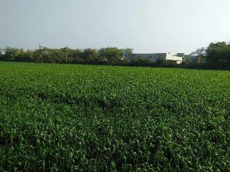Agricultural/Farm Land for Sale in Bundi (9 Bigha)
