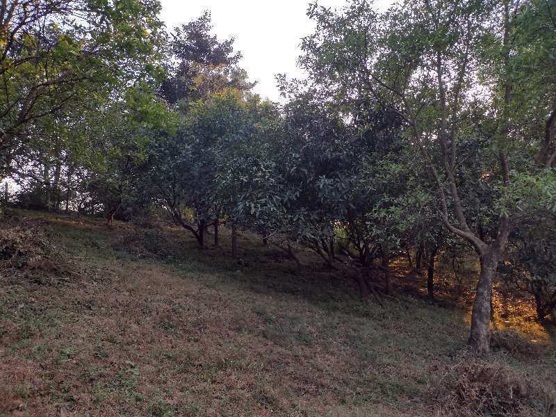 17 Acre Agricultural/Farm Land for Sale in Sawantwadi, Sindhudurg