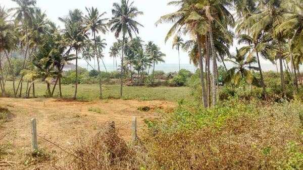 Agricultural Land For Sale In Vengurla, Sindhudurg