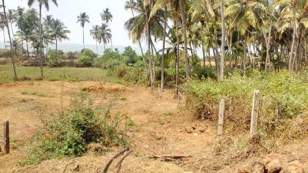 Agricultural Land For Sale In Vengurla, Sindhudurg