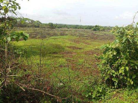 Agricultural Land For Sale In Kudal, Sindhudurg