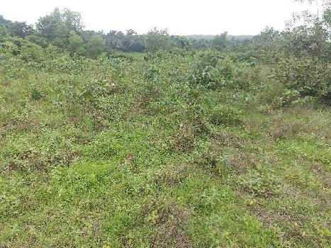 Agricultural/Farm Land for Sale in Sawantwadi, Sindhudurg (40 Guntha)