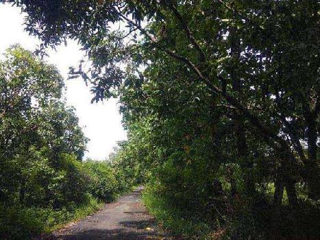 Agricultural/Farm Land for Sale in Sarigam, Valsad (22 Acre)