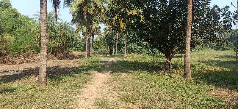 10 Acre Agricultural/Farm Land for Sale in Umbergaon, Valsad