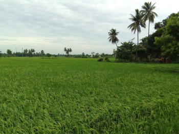 2 Acre Agricultural/Farm Land for Sale in Madhurandagam, Chennai
